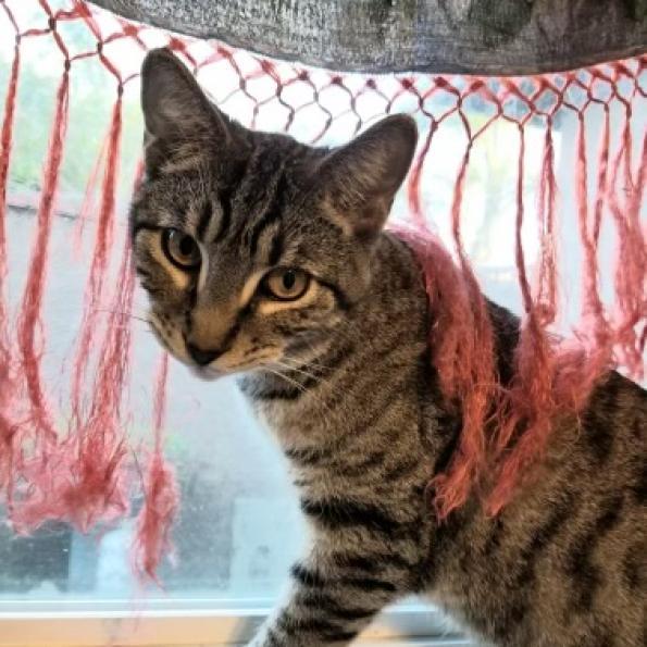 Enlarge Billy, a Adoptable American Shorthair in Chatsworth, CA image 2/3