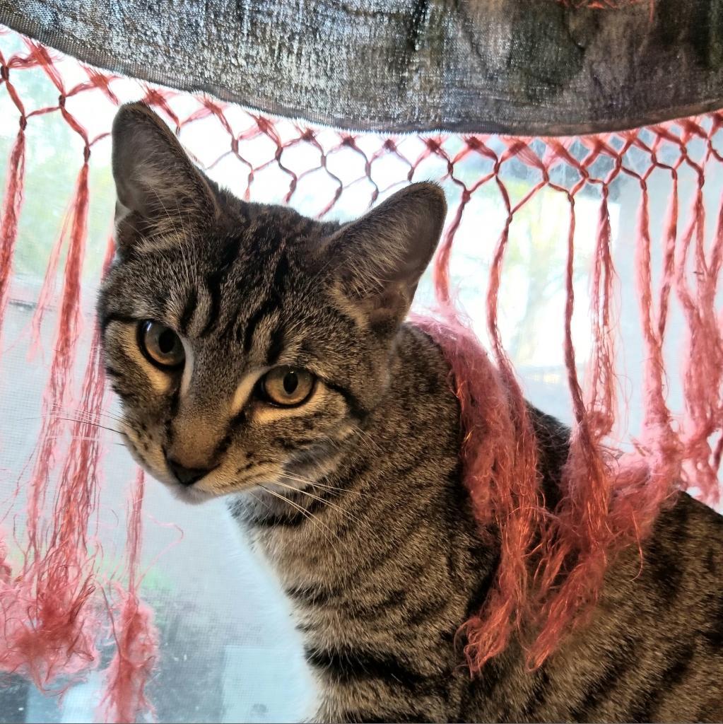 Enlarge Billy, a Adoptable American Shorthair in Chatsworth, CA image 3/3