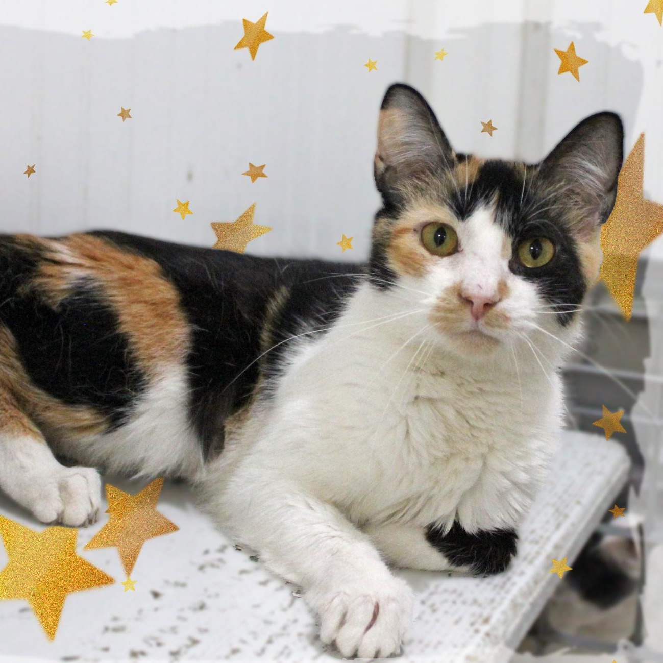 Enlarge Burbon, a ADOPTABLE Calico in Amelia, OH image 1/1