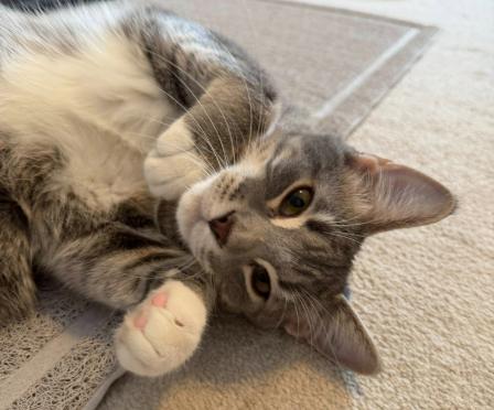 Enlarge Jack (Bonded with Jill), an adopted Domestic Short Hair in Battle Creek, MI image 1/3