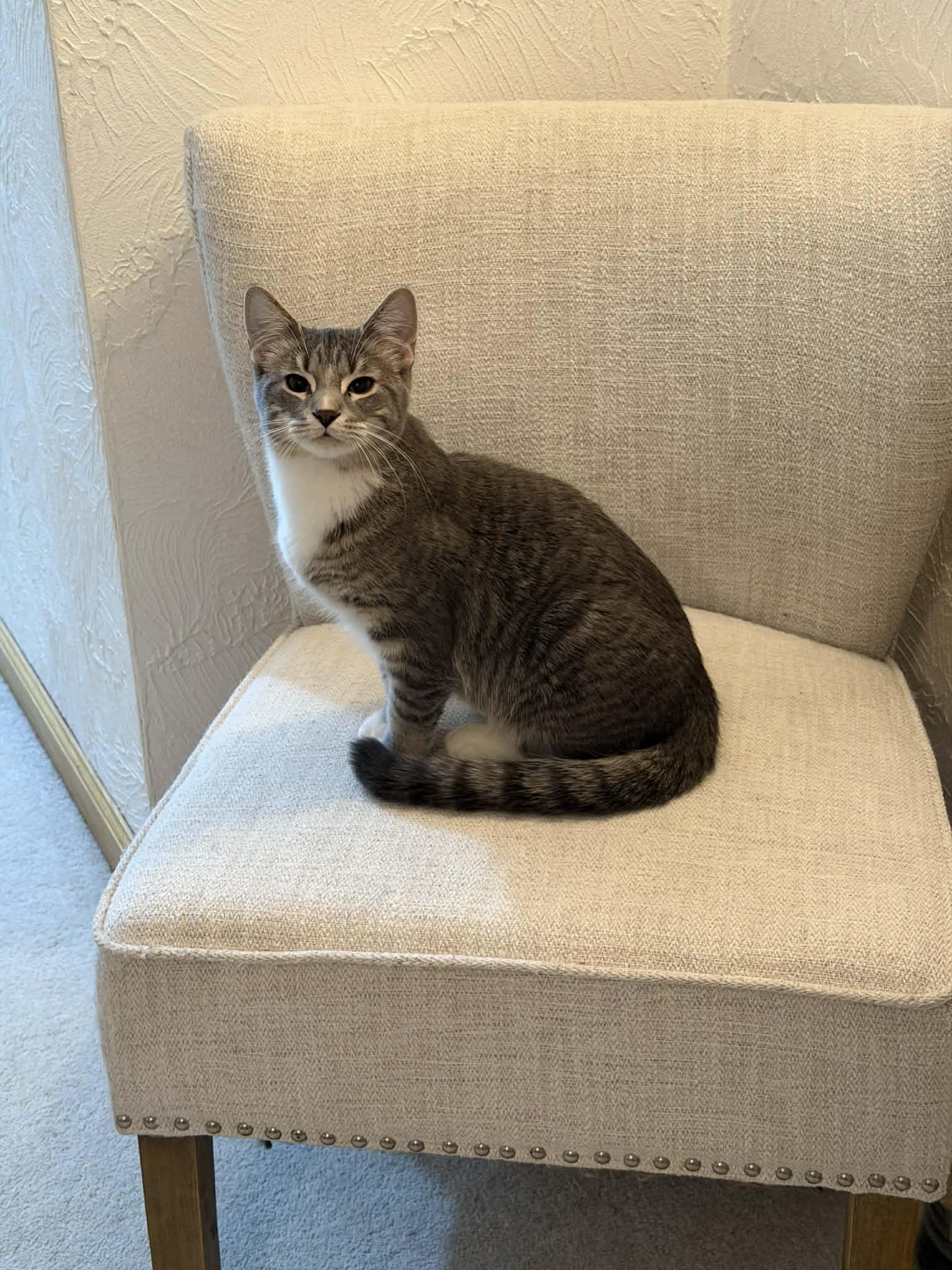 Enlarge Jack (Bonded with Jill), an adopted Domestic Short Hair in Battle Creek, MI image 3/3