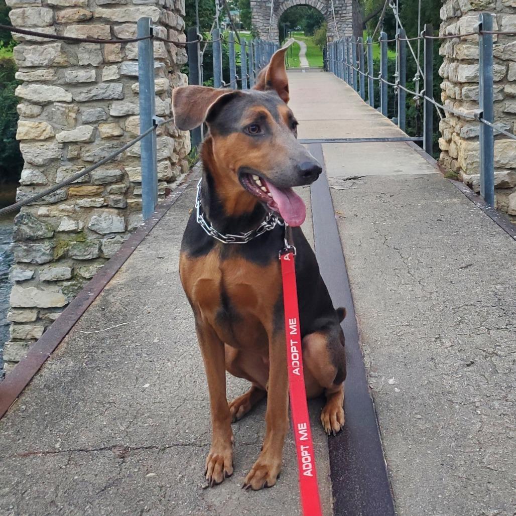 Les, Adoptable, Adult Male Doberman Pinscher.