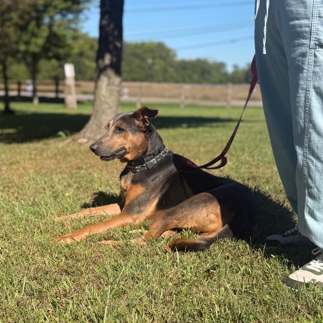 Enlarge Les, a Adoptable Doberman Pinscher in Farmersville, OH image 2/4