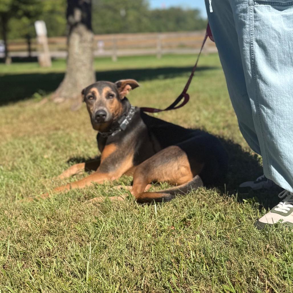 Enlarge Les, a Adoptable Doberman Pinscher in Farmersville, OH image 3/4