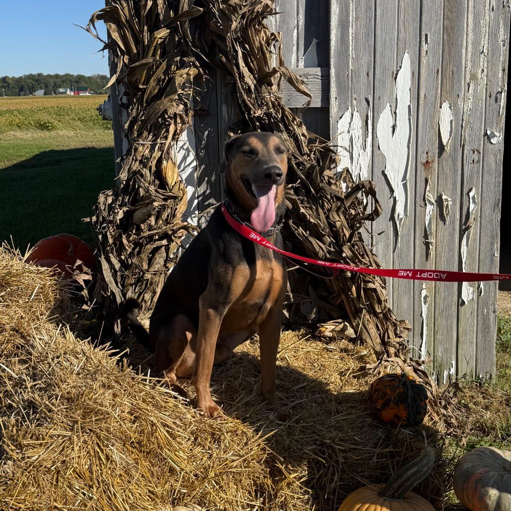 Enlarge Les, a Adoptable Doberman Pinscher in Farmersville, OH image 4/4