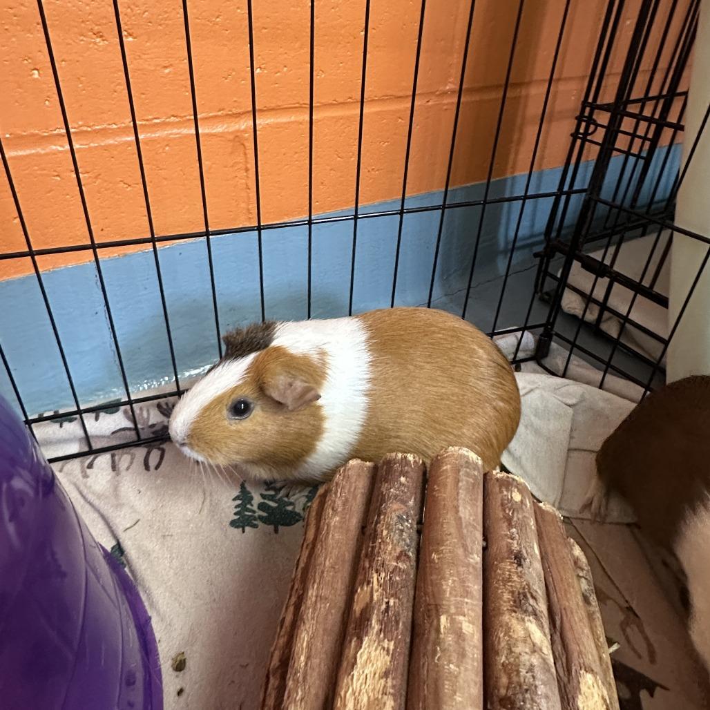 Lucy, Adoptable, Adult Female Guinea Pig.