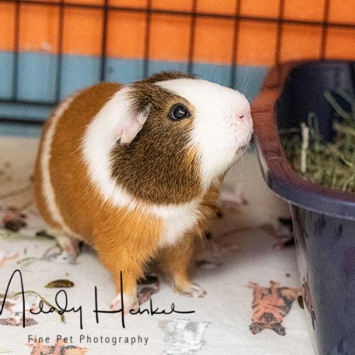 Enlarge Lucy, a Adoptable Guinea Pig in Brockton, MA image 2/2
