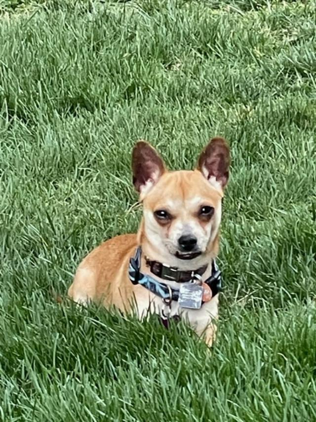 Enlarge Dino, a ADOPTABLE Chihuahua in Williamsburg, VA image 5/6