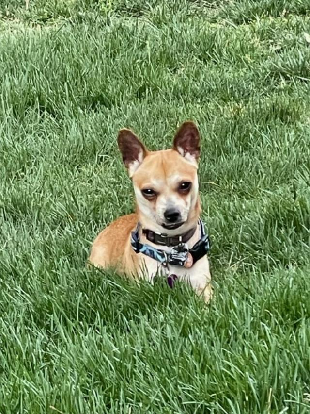 Enlarge Dino, a ADOPTABLE Chihuahua in Williamsburg, VA image 2/6