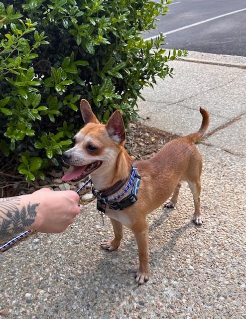 Enlarge Dino, a ADOPTABLE Chihuahua in Williamsburg, VA image 4/6