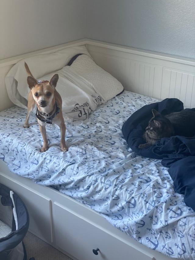 Enlarge Dino, a ADOPTABLE Chihuahua in Williamsburg, VA image 3/6