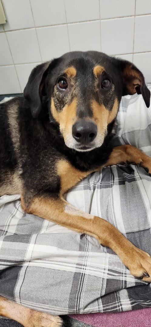 Enlarge Smith (Smitty) Special Needs, a Adoptable mixed breed in Doylestown, PA image 1/6