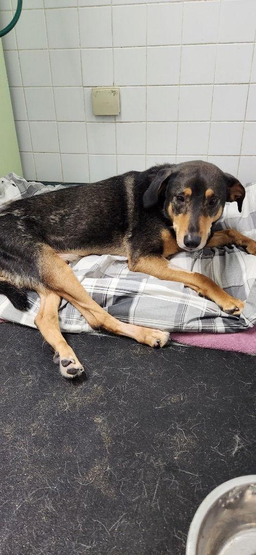 Enlarge Smith (Smitty) Special Needs, a Adoptable mixed breed in Doylestown, PA image 2/6