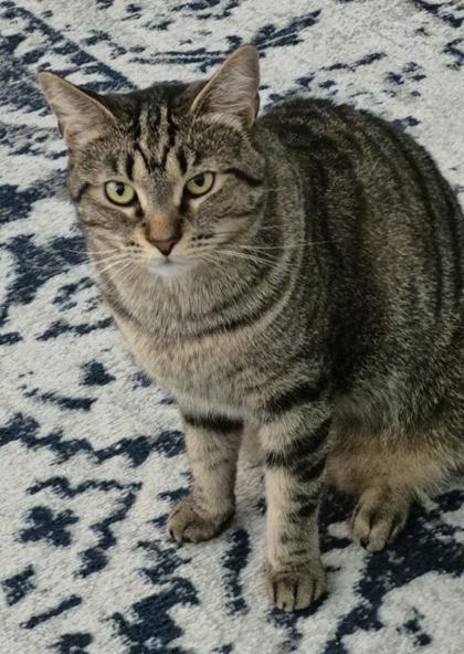 Enlarge Joyce, a Adoptable Domestic Short Hair in Columbia, SC image 1/3