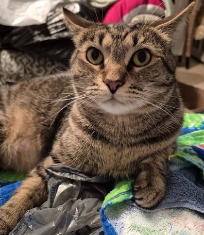 Enlarge Joyce, a Adoptable Domestic Short Hair in Columbia, SC image 1/3