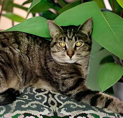 Joyce, Adoptable, Kitten Female Domestic Short Hair & Domestic Short Hair.