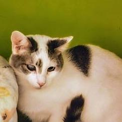 Curly, Adoptable, Adult Male Domestic Short Hair.