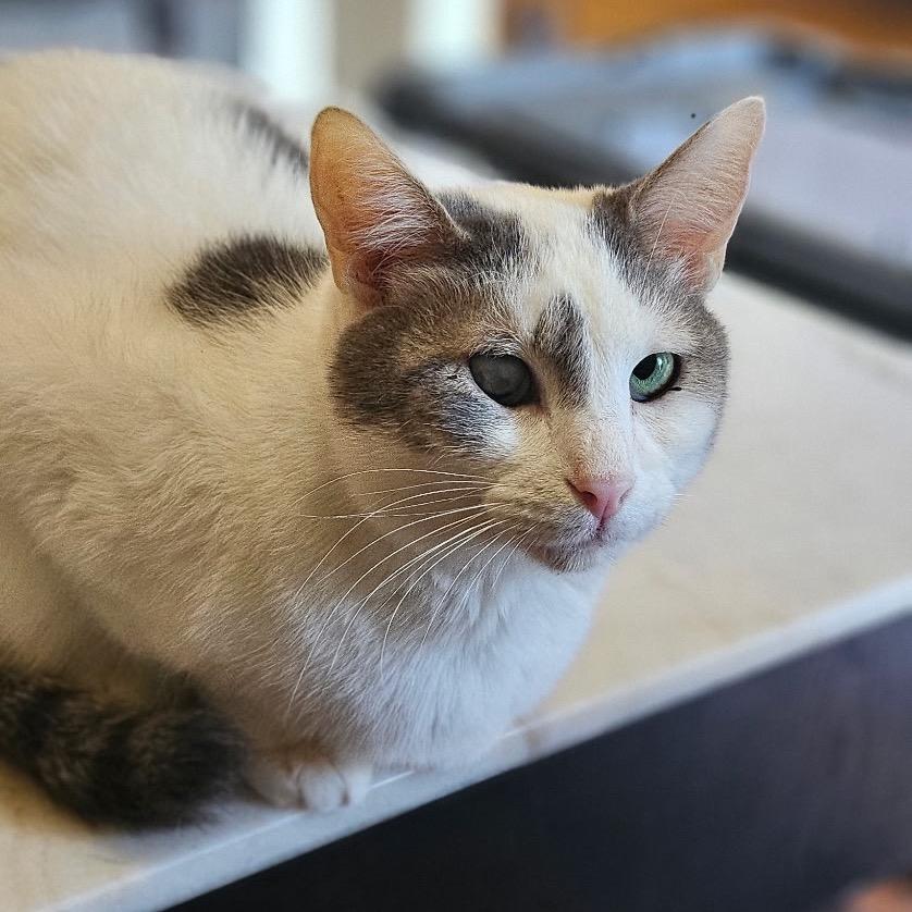 Curly, Adoptable, Adult Male Domestic Short Hair.
