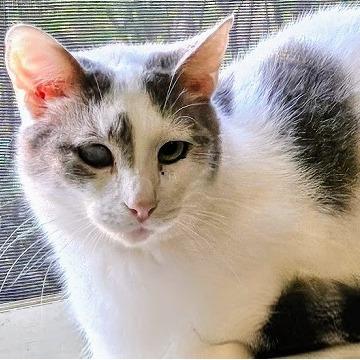 Curly, a Adoptable Domestic Short Hair in Medina, OH image 2/4