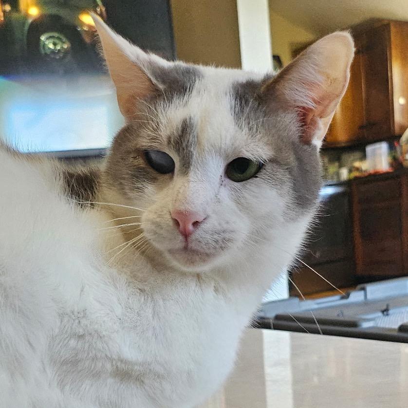 Curly, a Adoptable Domestic Short Hair in Medina, OH image 3/4