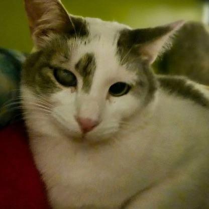 Enlarge Curly, a Adoptable Domestic Short Hair in Medina, OH image 2/4