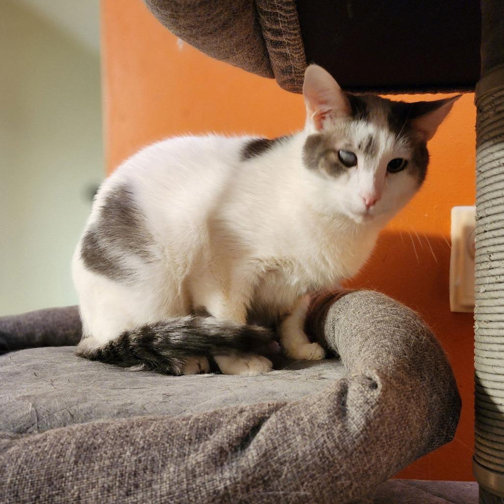 Enlarge Curly, a Adoptable Domestic Short Hair in Medina, OH image 3/4