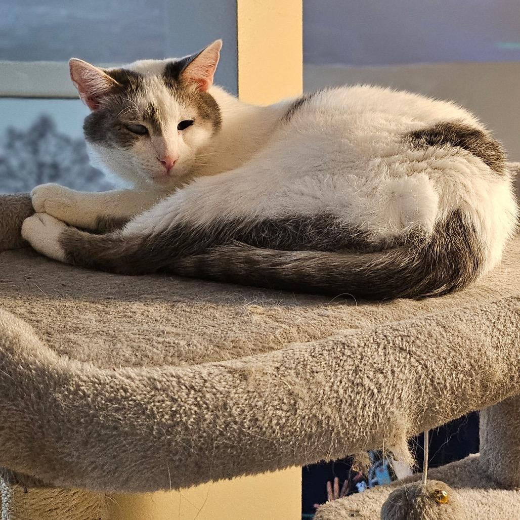 Curly, a Adoptable Domestic Short Hair in Medina, OH image 4/4