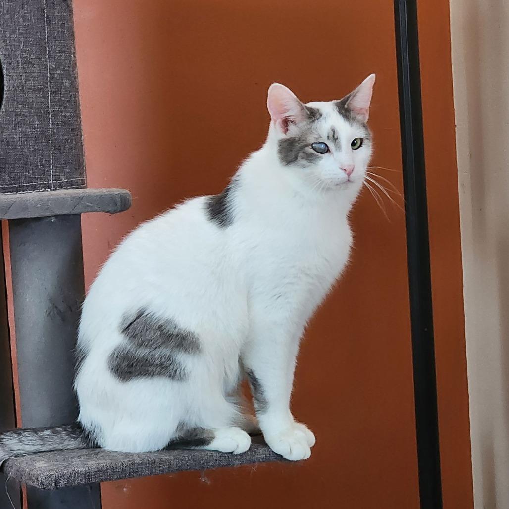Enlarge Curly, a Adoptable Domestic Short Hair in Medina, OH image 4/4