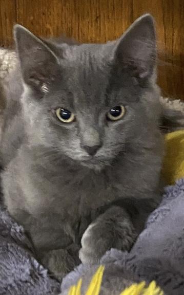 Medium Hair Kittens 2 Pair, a ADOPTABLE Domestic Medium Hair in Salem, NH image 3/4