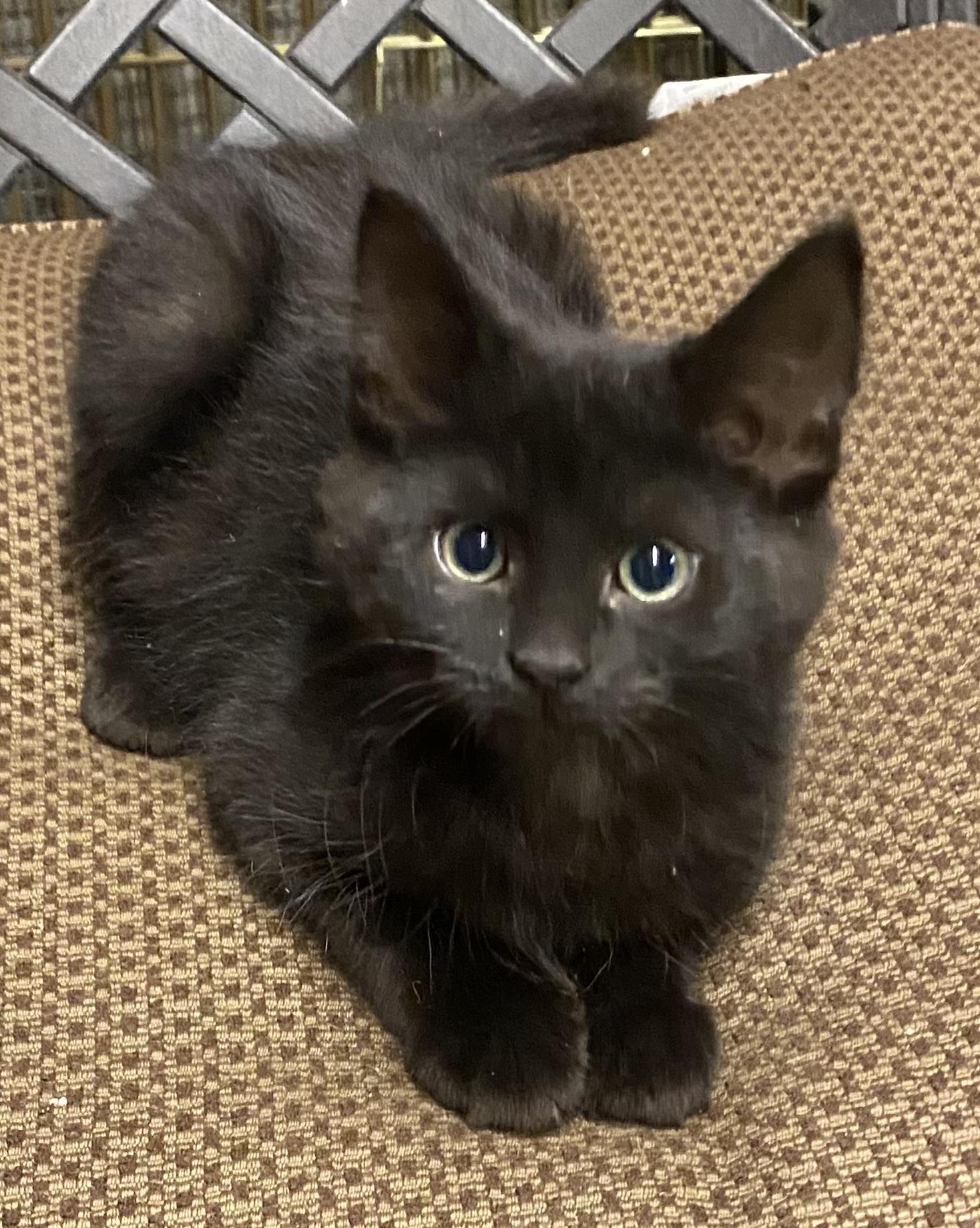Medium Hair Kittens 2 Pair, ADOPTABLE, Kitten Male Domestic Medium Hair.