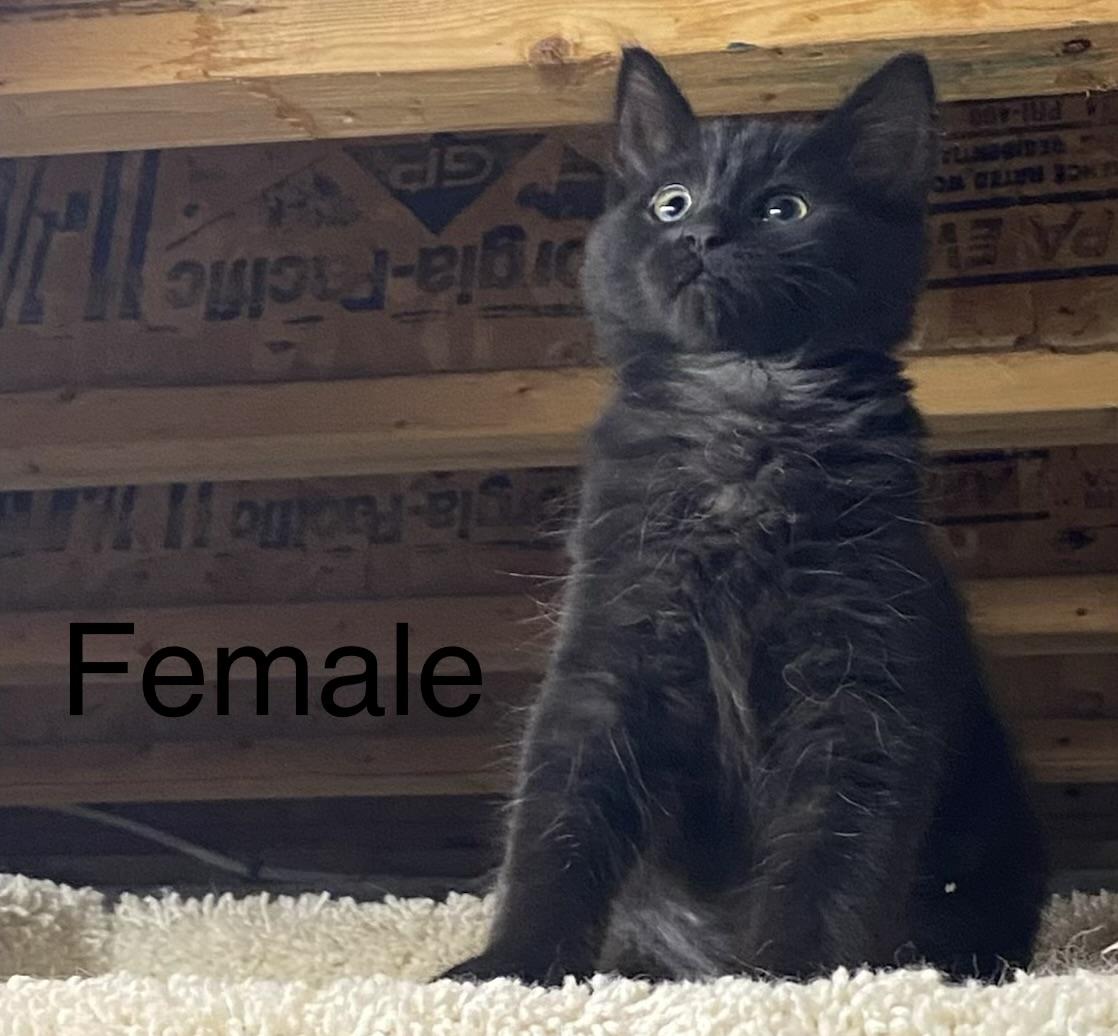 Medium Hair Kittens 2 Pair, a ADOPTABLE Domestic Medium Hair in Salem, NH image 4/4