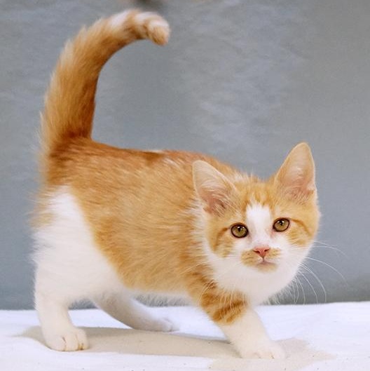 Enlarge Winkie, a ADOPTABLE mixed breed in Maynardville, TN image 1/1