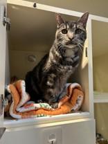 Asha, Adoptable, Senior Female Domestic Short Hair.