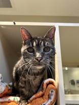 Asha, a Adoptable Domestic Short Hair in Hamilton, MT image 3/4