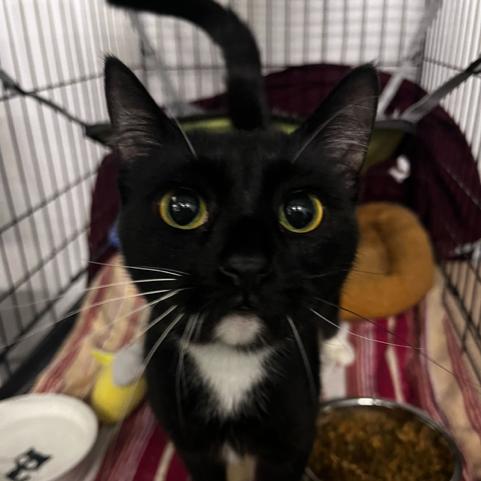 Maya, Adoptable, Adult Female Domestic Short Hair.