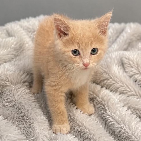 Enlarge Troy, a Adoptable Domestic Short Hair in Andover, MN image 2/2