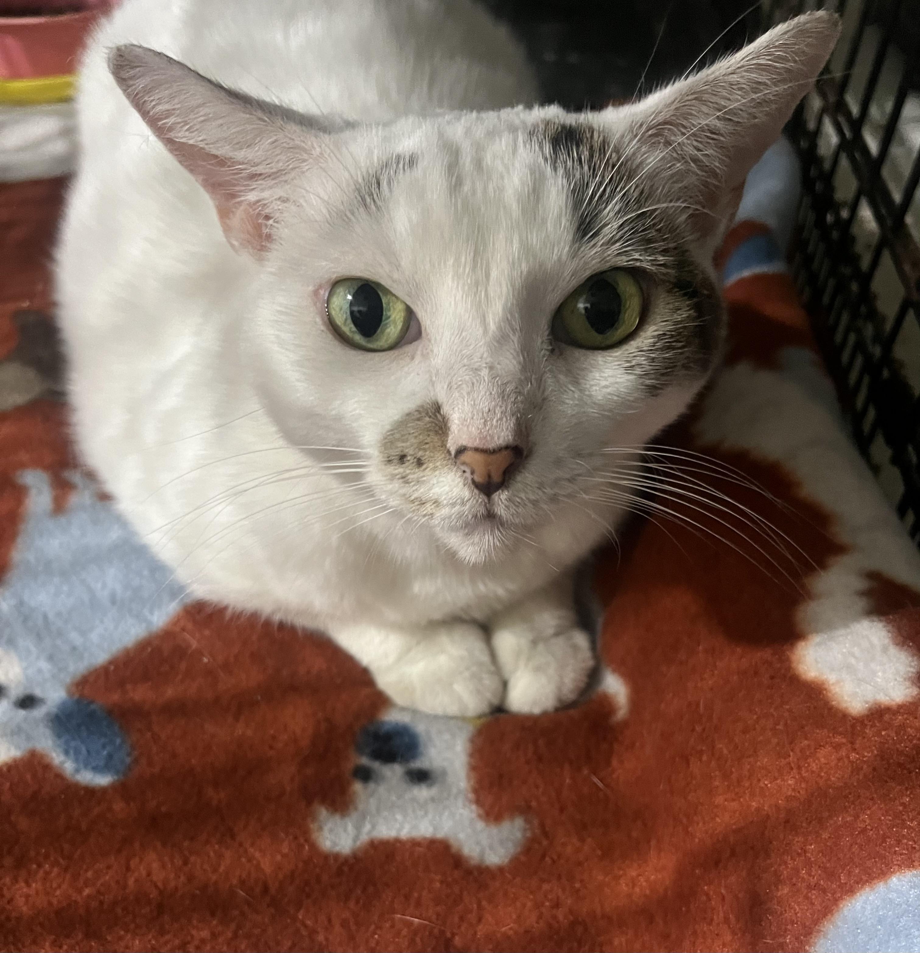 Zina, a Adoptable Domestic Short Hair in Parkland, FL image 3/4