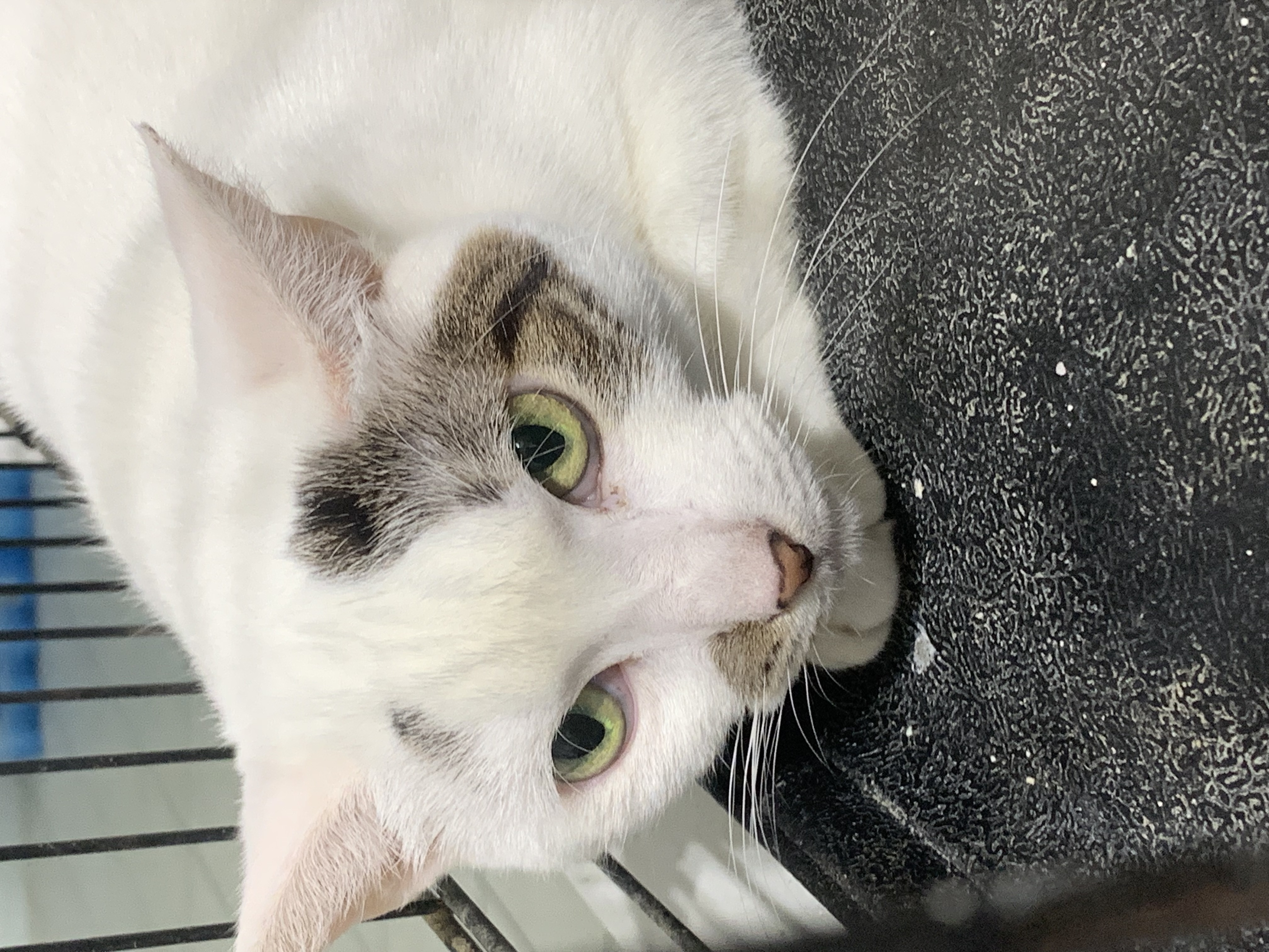 Zina, a Adoptable Domestic Short Hair in Parkland, FL image 1/2