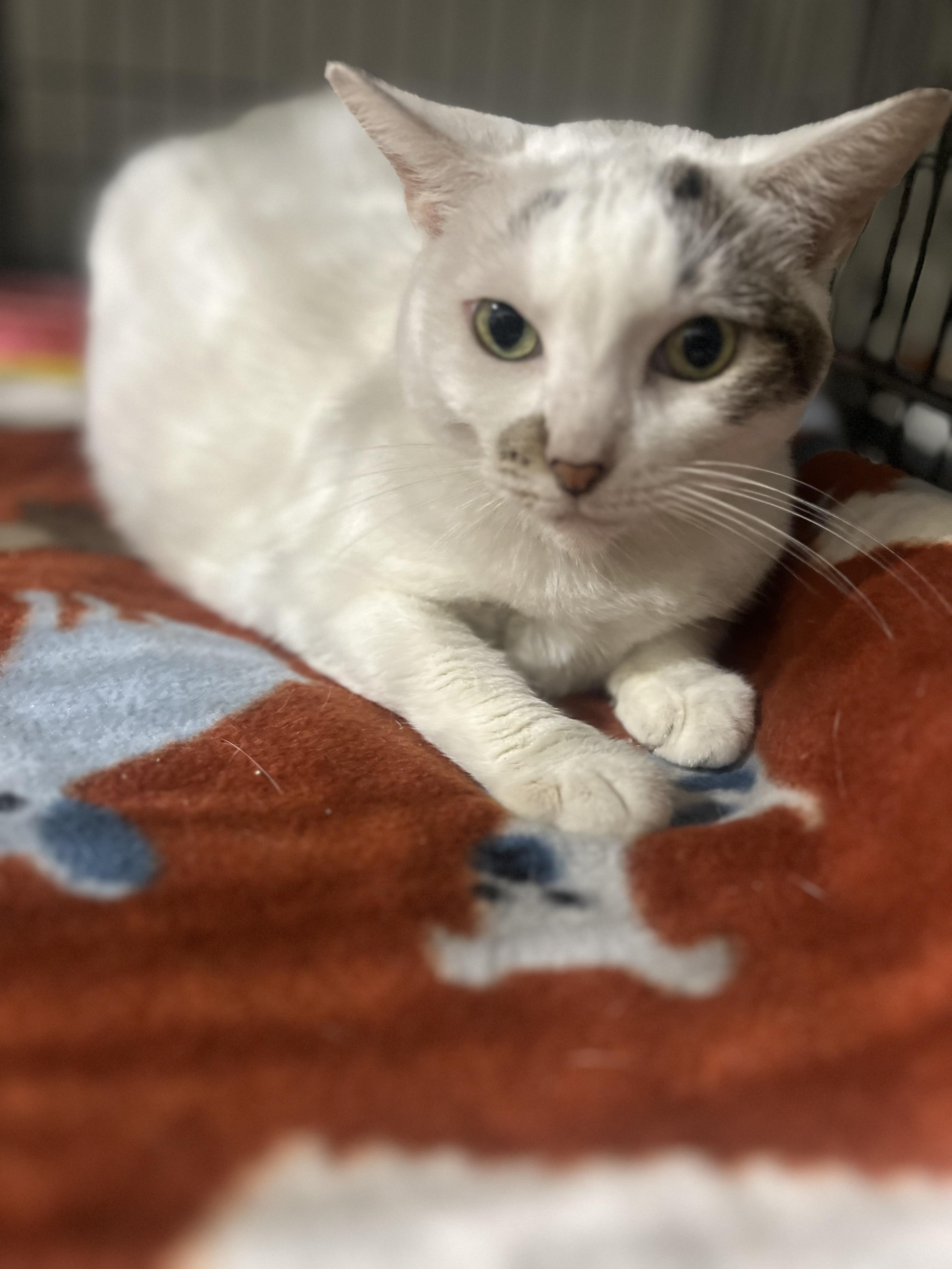 Zina, a Adoptable Domestic Short Hair in Parkland, FL image 2/4