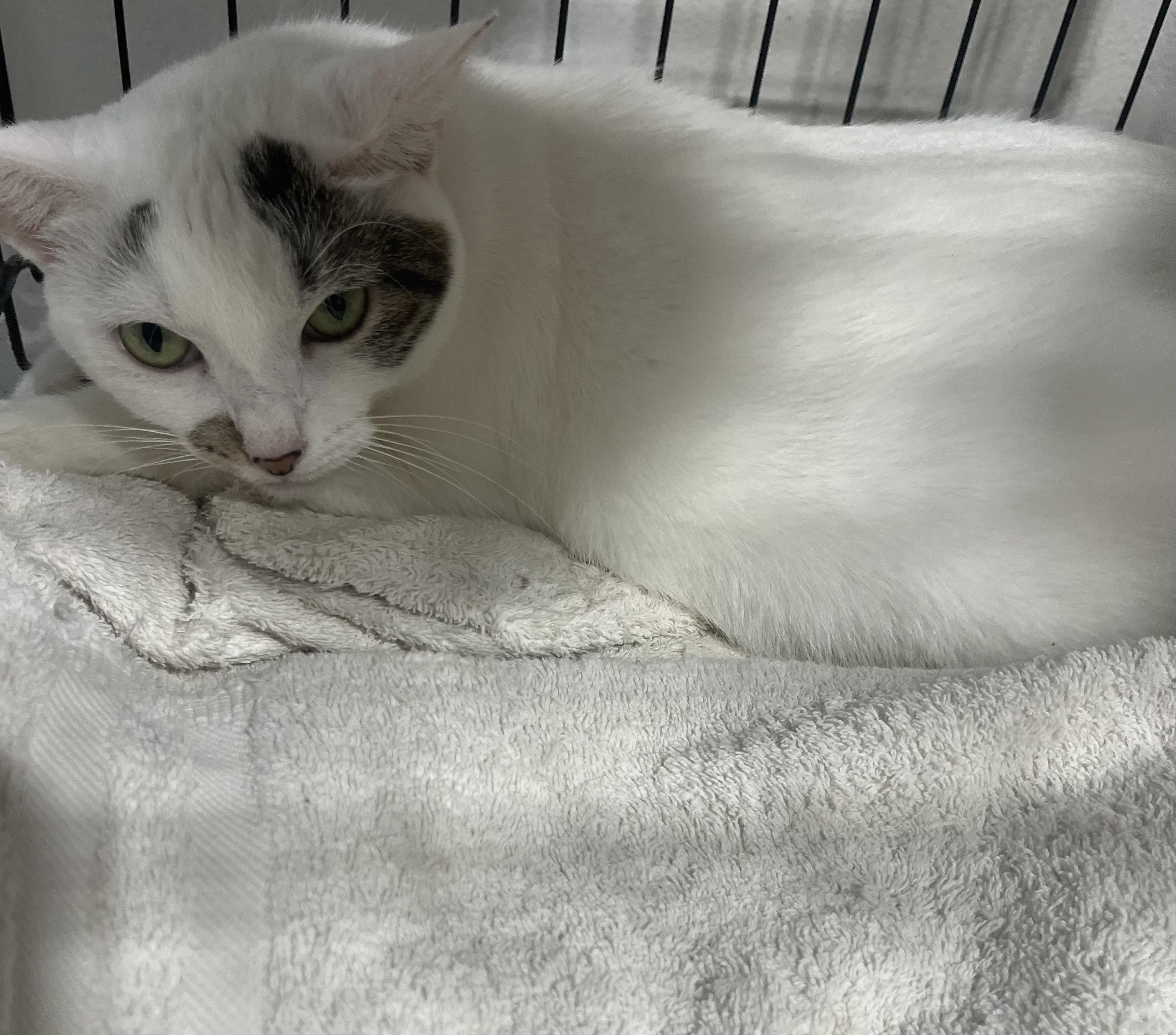 Zina, a Adoptable Domestic Short Hair in Parkland, FL image 2/2