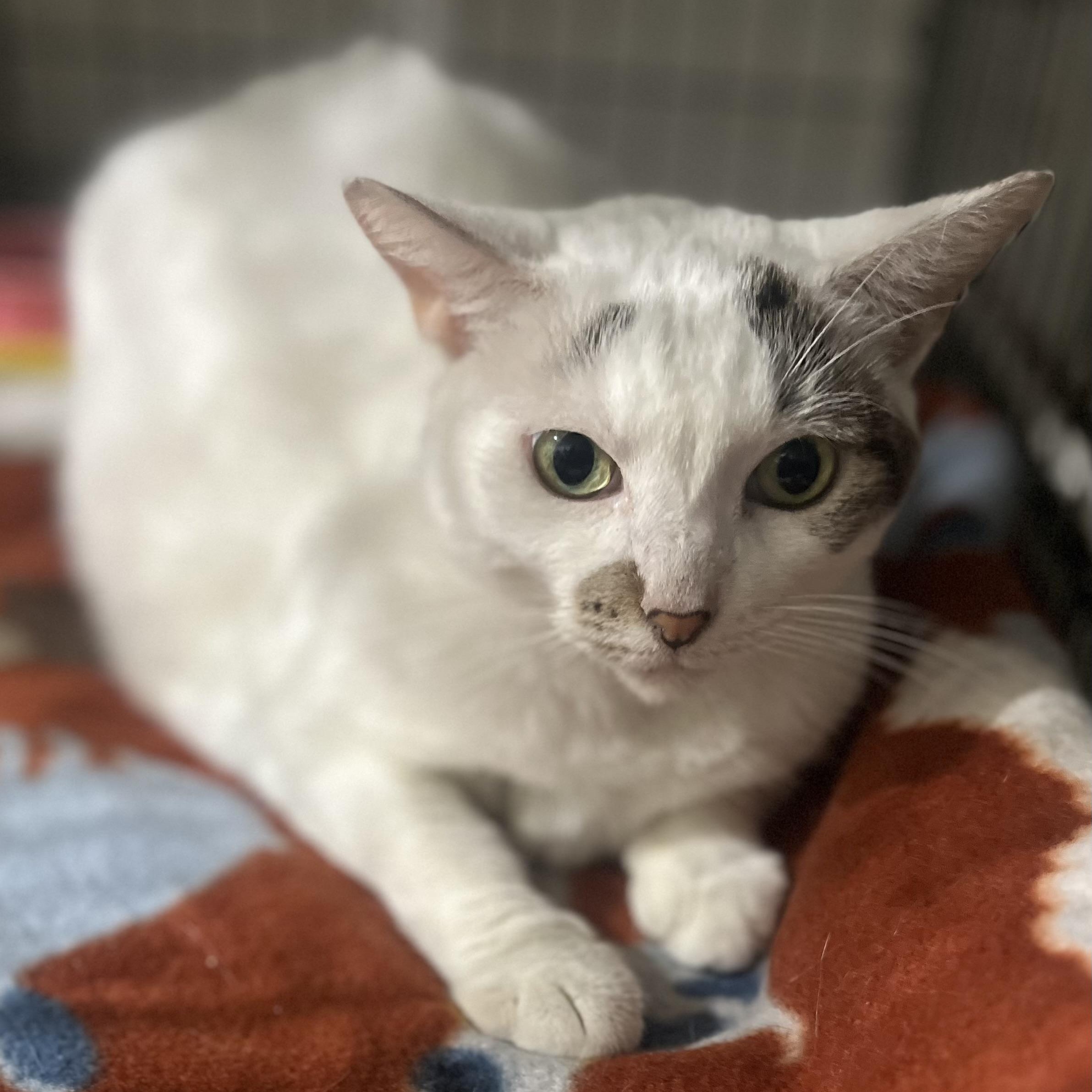 Zina, a Adoptable Domestic Short Hair in Parkland, FL image 1/4
