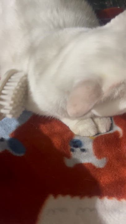 Enlarge Zina, a Adoptable Domestic Short Hair in Parkland, FL video 4/4