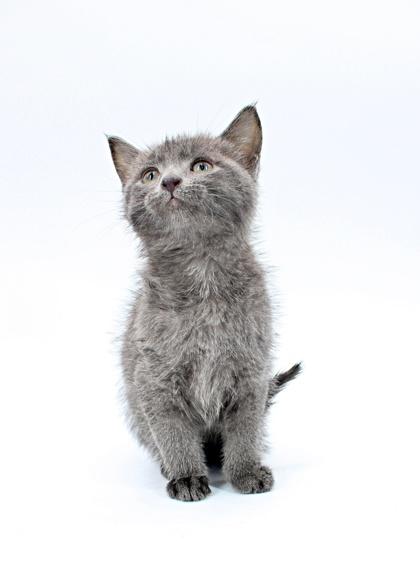 Enlarge Minerva, a Adoptable mixed breed in Morton Grove, IL image 1/1