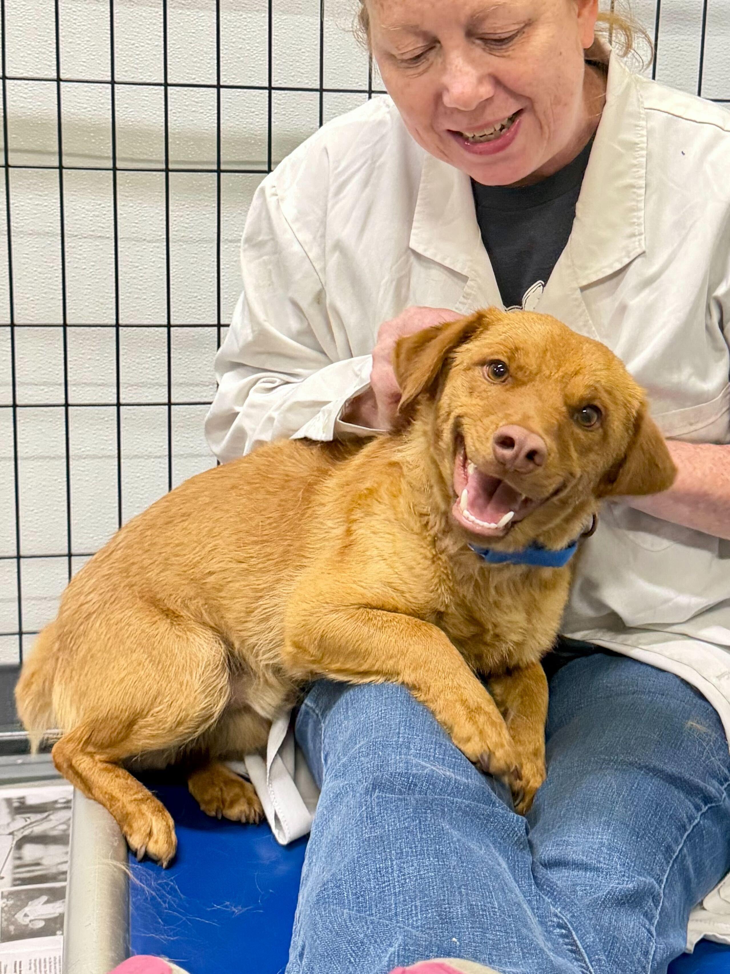 Einstein, an adopted mixed breed in Uxbridge, MA image 1/2