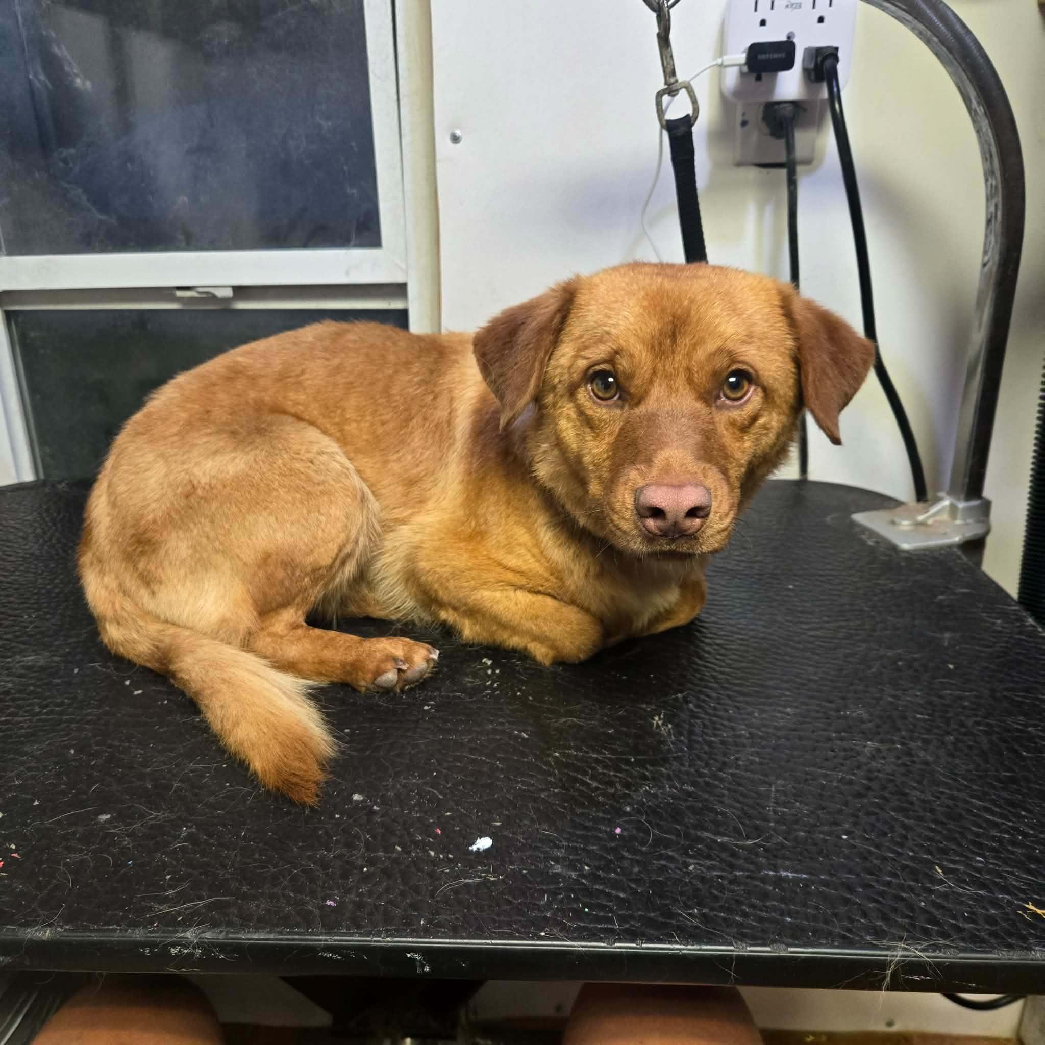 Einstein, an adopted mixed breed in Uxbridge, MA image 2/2