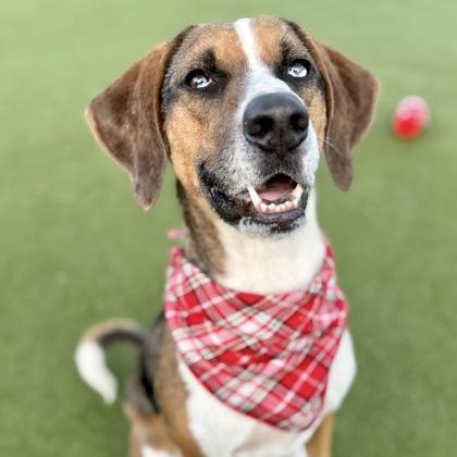 Baby, Adoptable, Adult Female Mixed Breed & Mixed Breed.