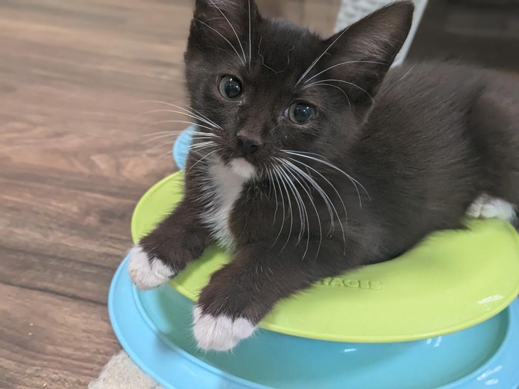 Panda, Adopted, Kitten Male Domestic Short Hair.