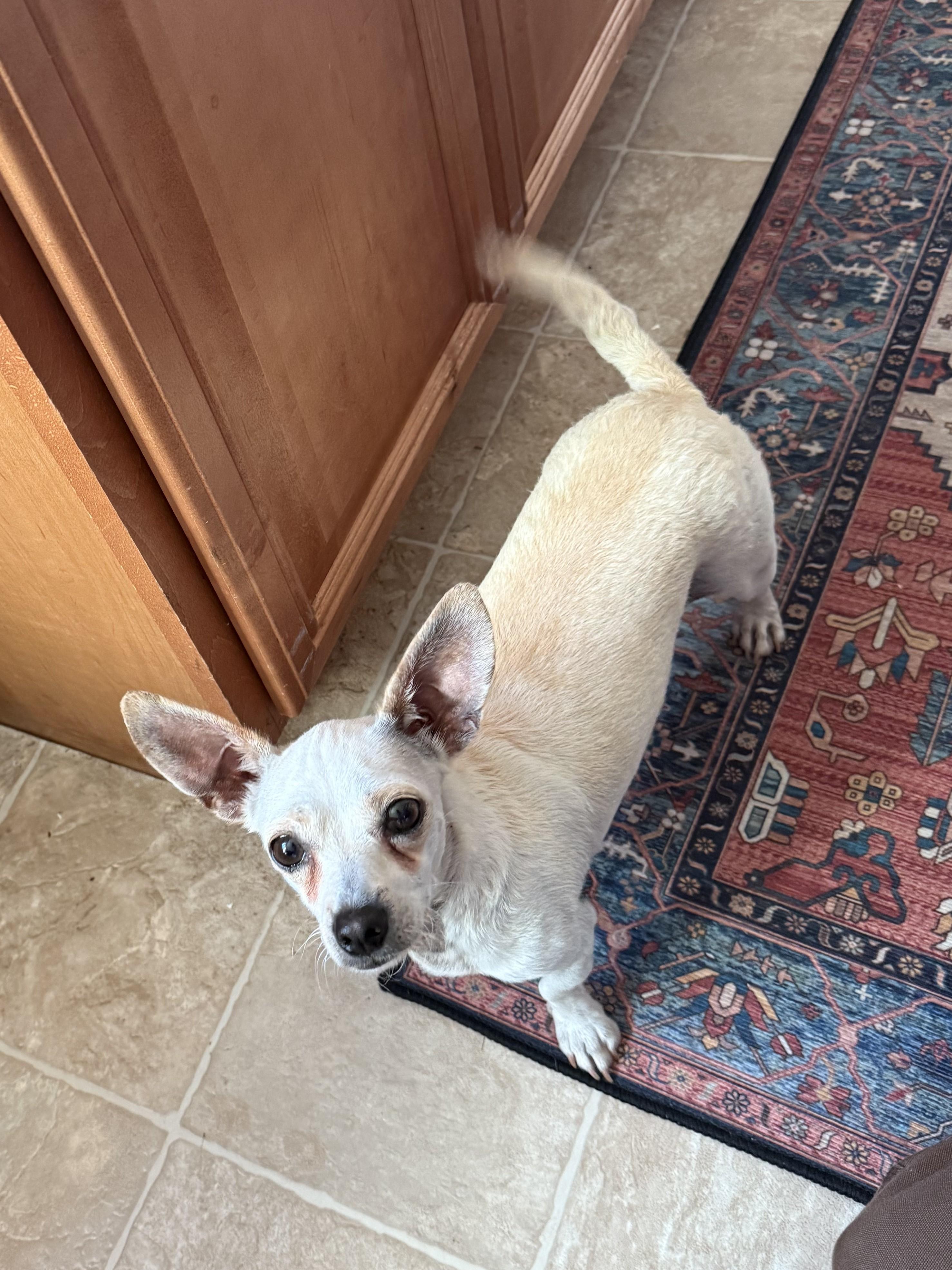 Lady, a Adoptable Chihuahua in Santa Cruz, CA image 3/6