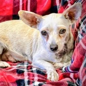 Lady, a Adoptable Chihuahua in Santa Cruz, CA image 4/6