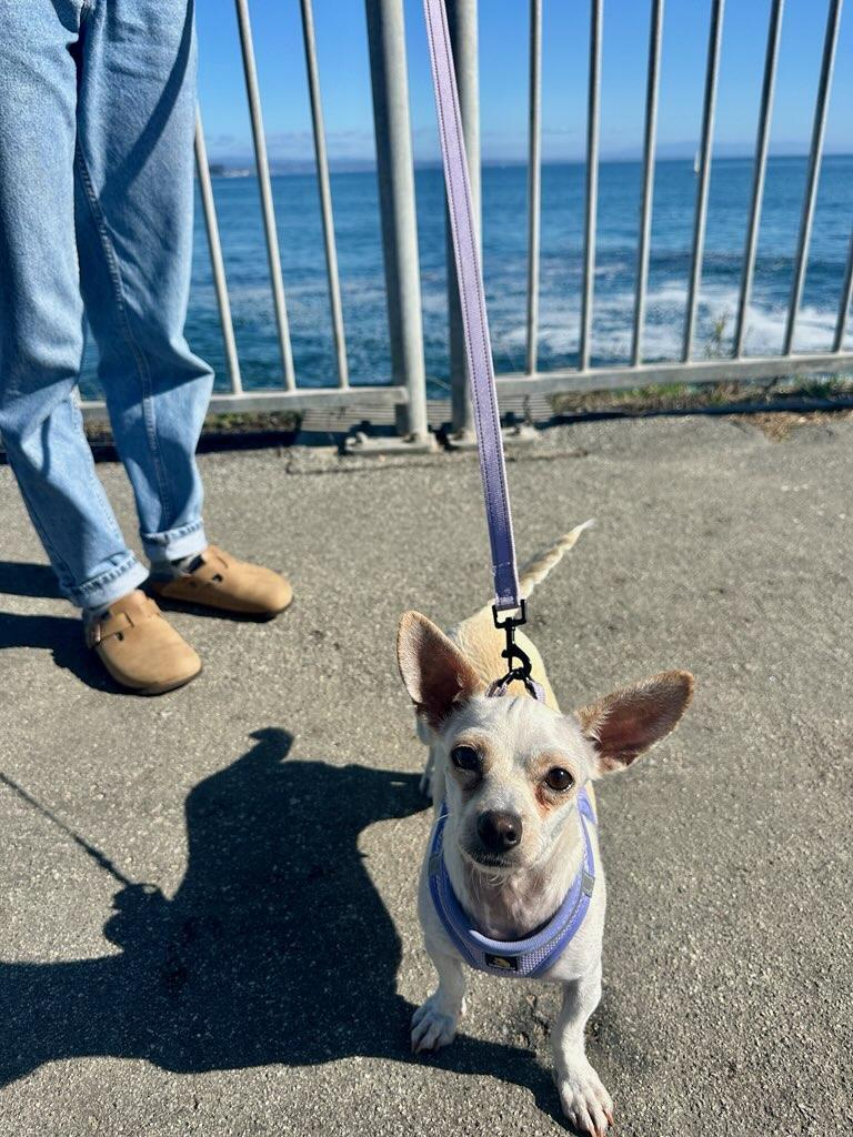 Lady, a Adoptable Chihuahua in Santa Cruz, CA image 5/6